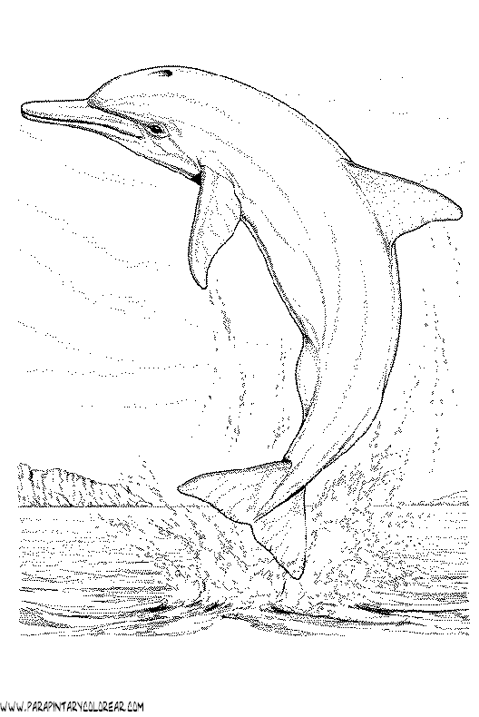 dibujos-de-delfines-044.gif