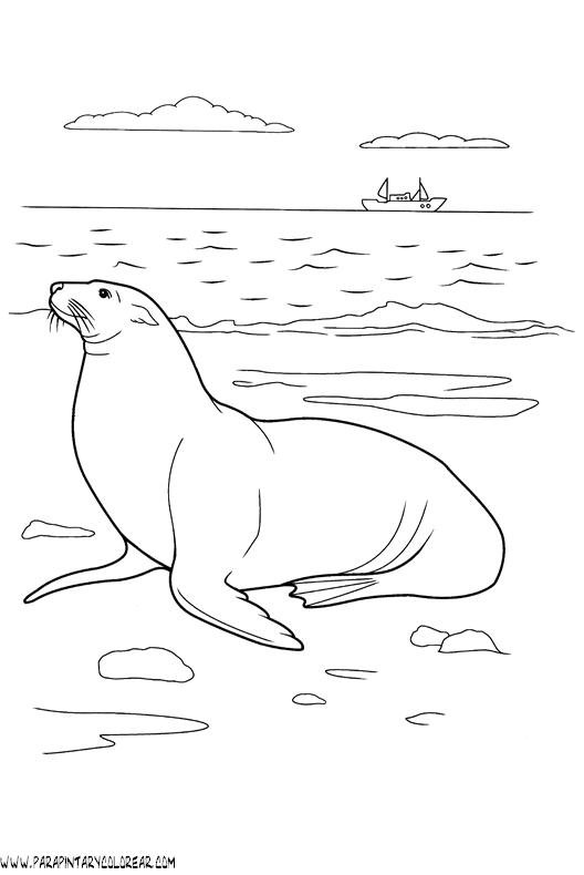 dibujos-de-focas-003