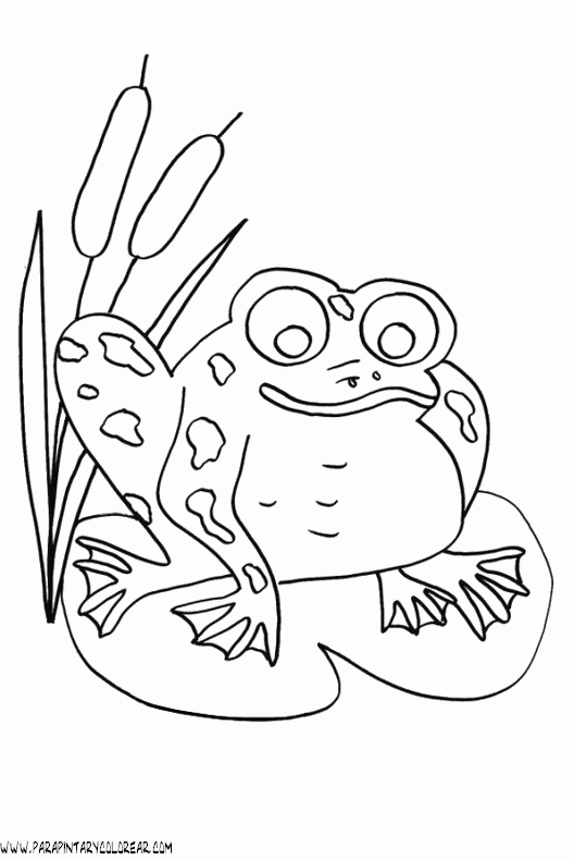 dibujos-de-ranas-027.gif