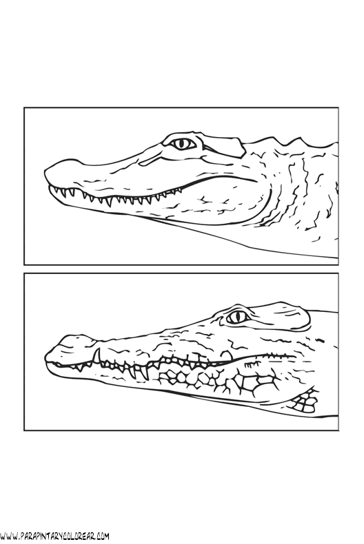 dibujos-de-dinosaurios-179.gif