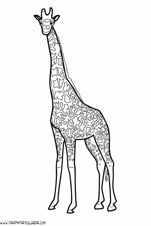 dibujos-de-girafas-16.gif