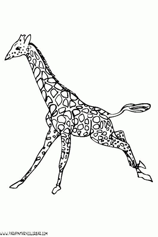 dibujos-de-girafas-44.gif