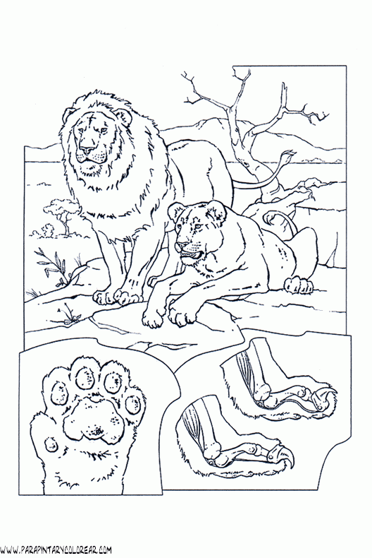 dibujos-de-leones-75.gif