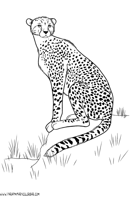 dibujos-de-leopardos-05.gif