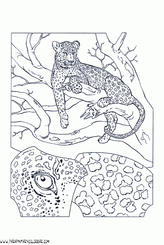 dibujos-de-leopardos-07.gif