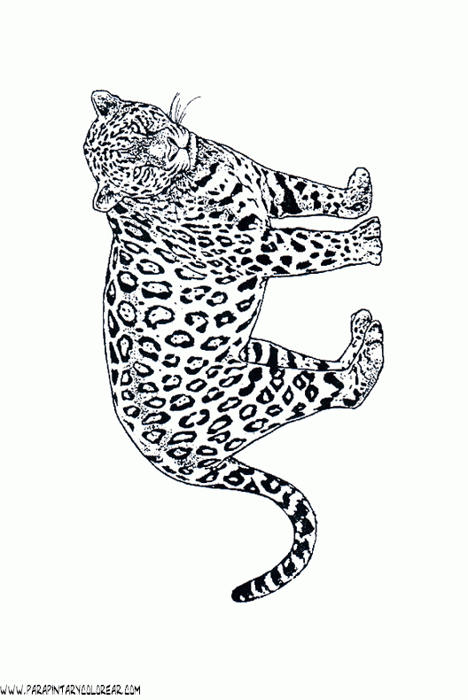 dibujos-de-leopardos-08.gif