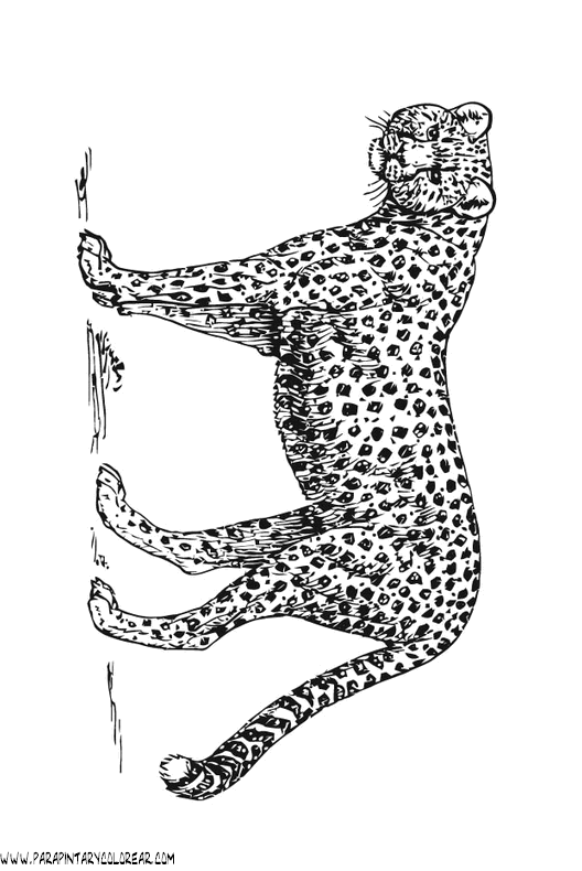 dibujos-de-leopardos-16.gif