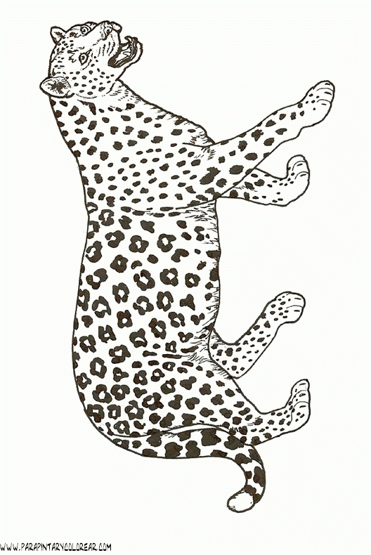 dibujos-de-leopardos-19.gif