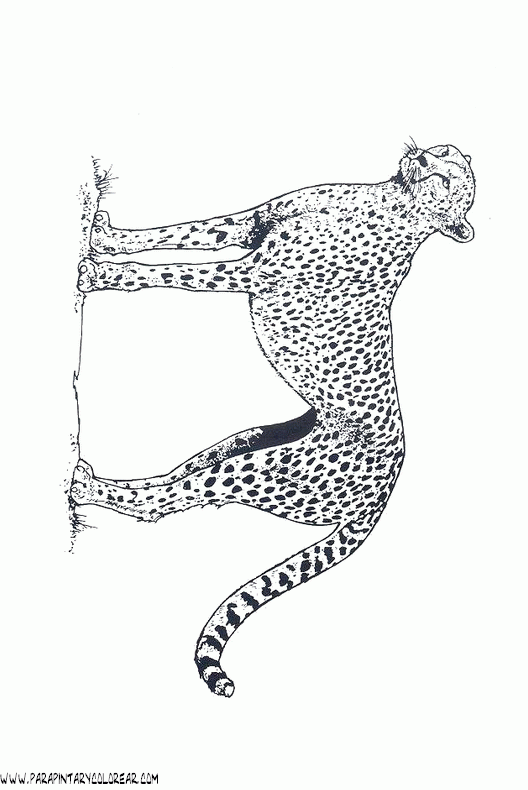 dibujos-de-leopardos-20.gif