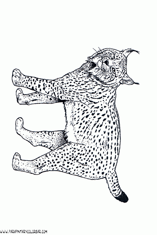 dibujos-de-leopardos-26.gif