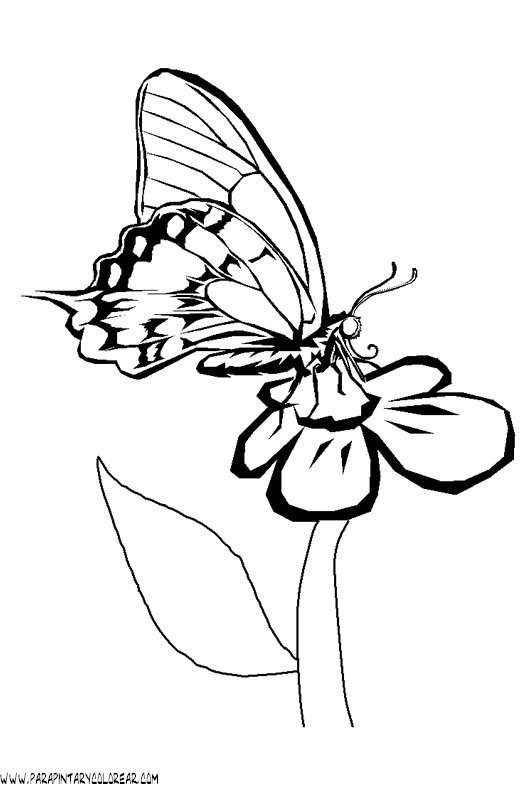 dibujos-de-mariposas-07.gif