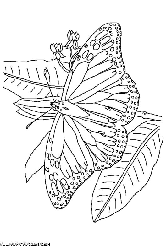 dibujos-de-mariposas-108.gif