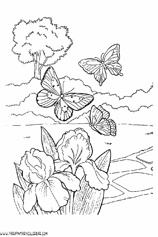 dibujos-de-mariposas-14.gif