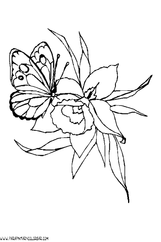 dibujos-de-mariposas-33.gif