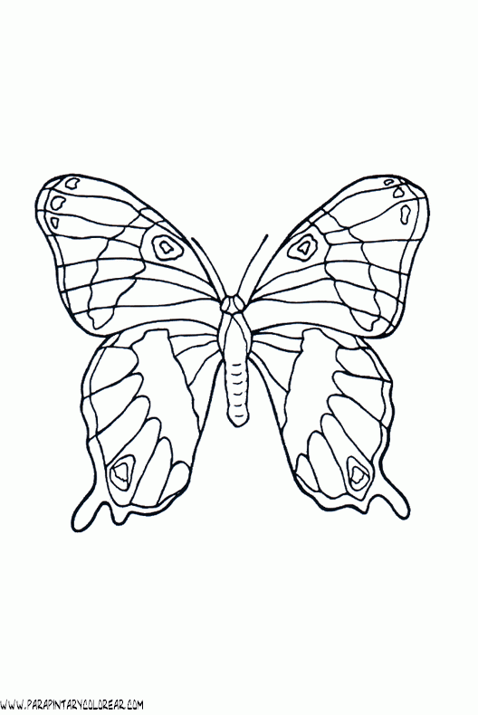 dibujos-de-mariposas-38.gif