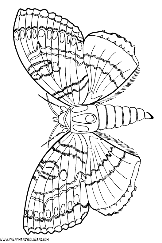 dibujos-de-mariposas-58.gif