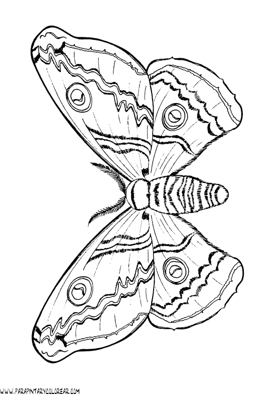 dibujos-de-mariposas-59.gif