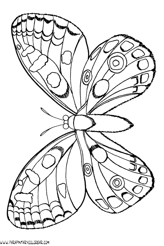 dibujos-de-mariposas-61.gif