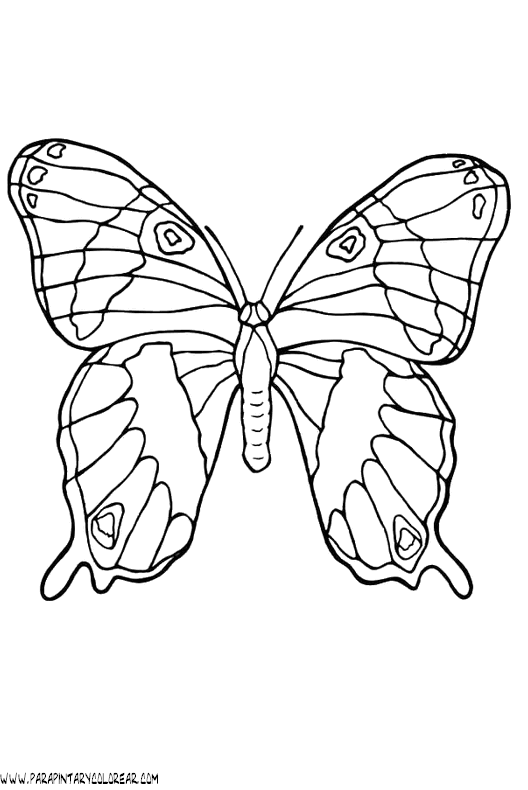 dibujos-de-mariposas-70.gif