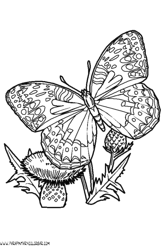 dibujos-de-mariposas-72.gif