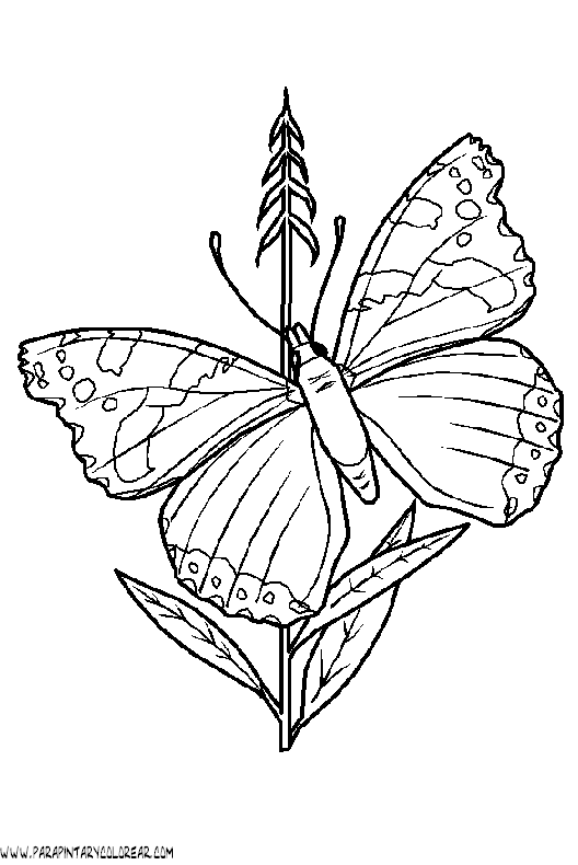 dibujos-de-mariposas-79.gif