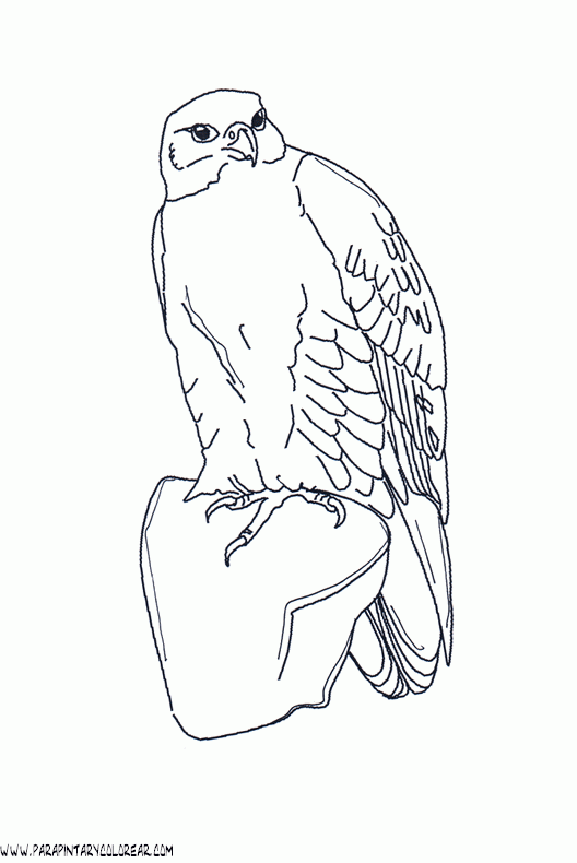 dibujos-para-colorear-de-aguilas-011.gif