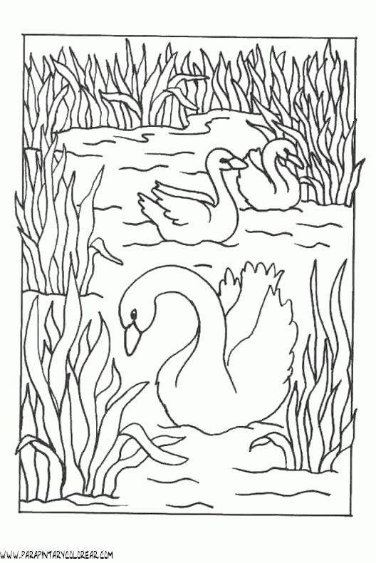 dibujos-de-cisnes-01.gif