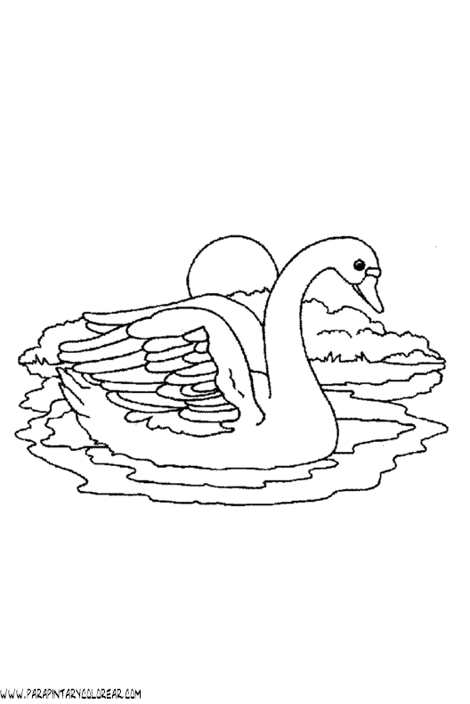 dibujos-de-cisnes-11.gif