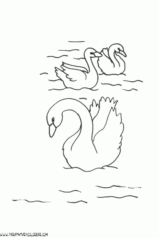 dibujos-de-cisnes-12.gif