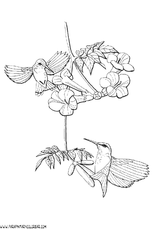 dibujos-de-colibris-01.gif