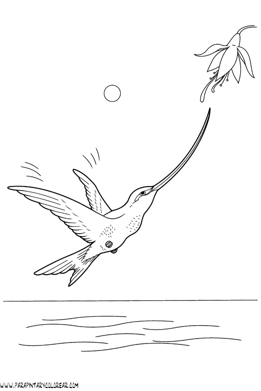 dibujos-de-colibris-05.gif