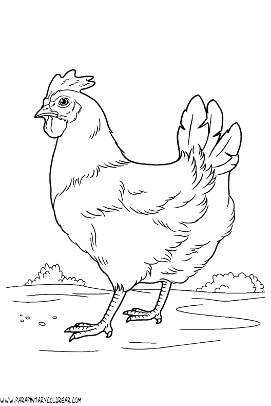 dibujos-de-gallinas-28.gif