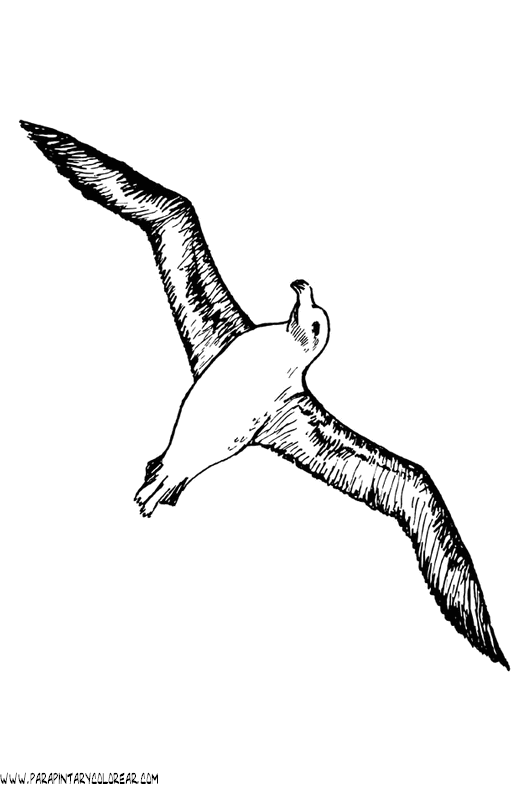 dibujos-de-gaviotas-03.gif