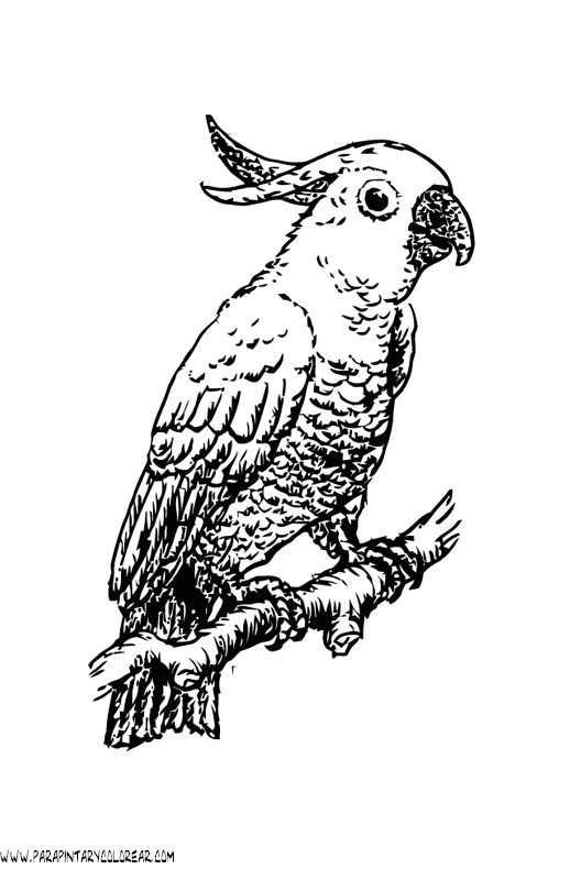 dibujos-de-loros-18.gif