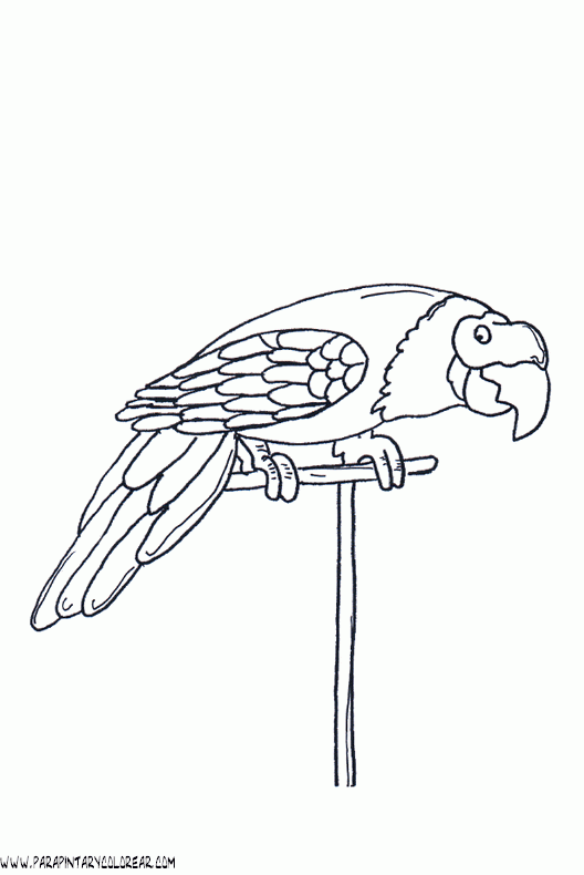 dibujos-de-loros-34.gif