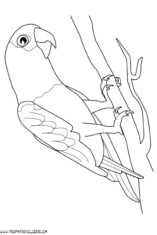 dibujos-de-loros-38.gif