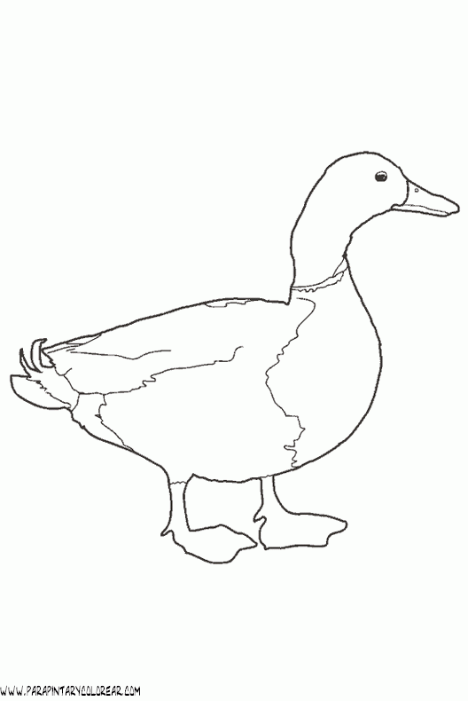 dibujos-de-patos-33.gif