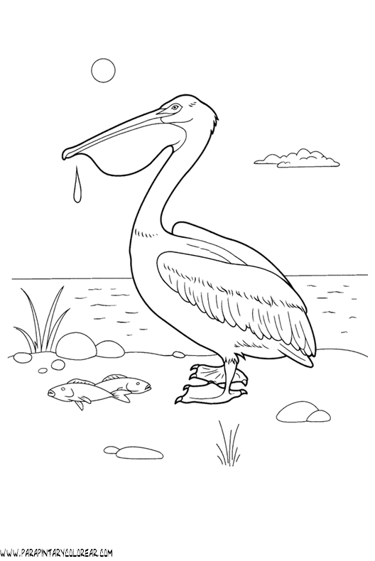 dibujos-de-pelicanos-04.gif