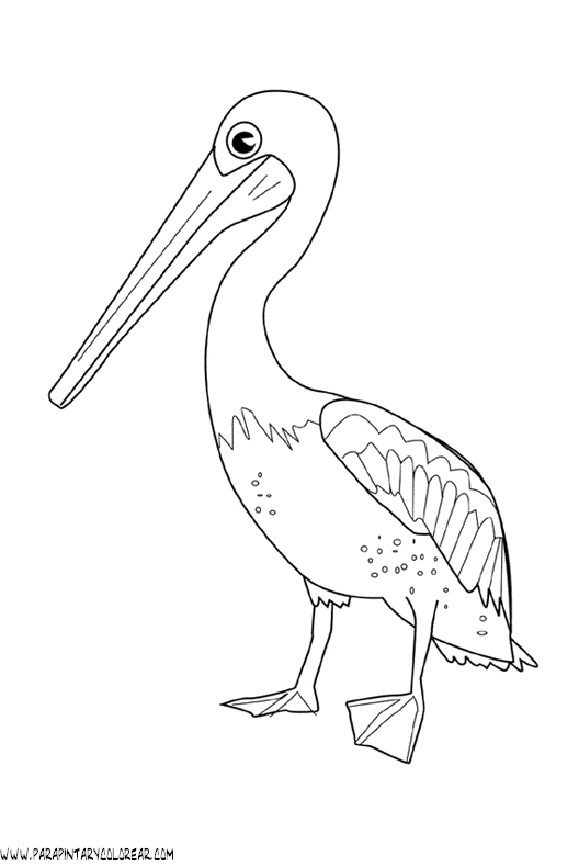 dibujos-de-pelicanos-06.gif