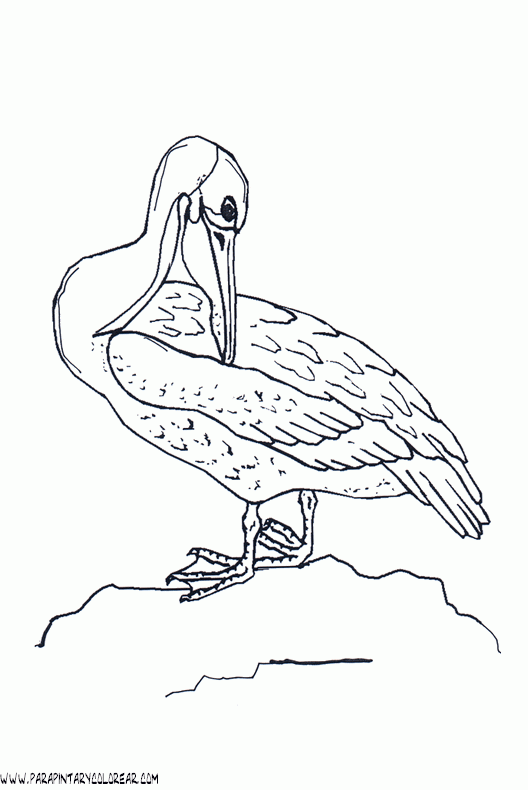 dibujos-de-pelicanos-09.gif