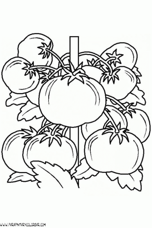 dibujos-de-tomates-009.gif