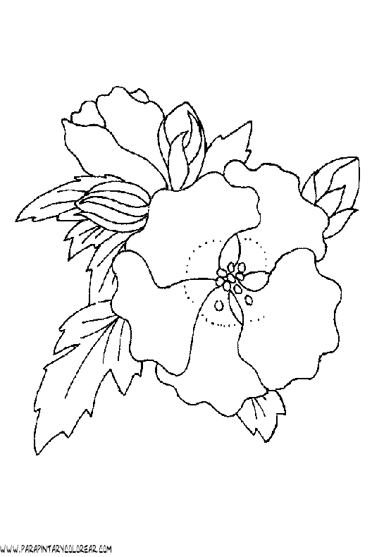 dibujos-para-colorear-de-flores-026