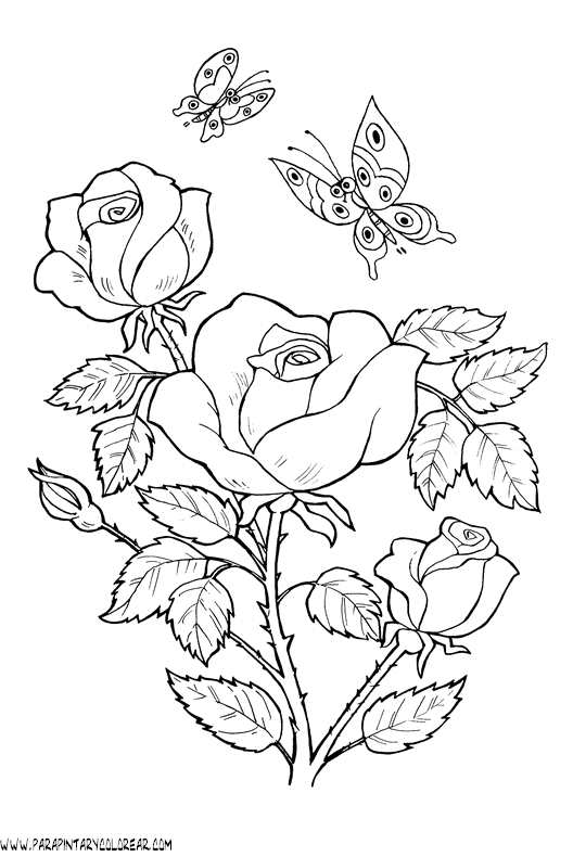 Dibujos Para Colorear De Rosas 025 3884