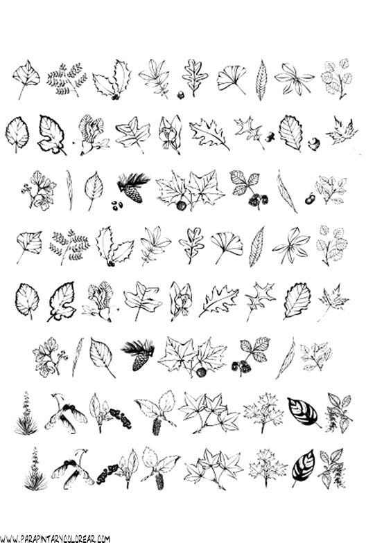 Dibujos Para Pintar De Hojas De Arboles 014 