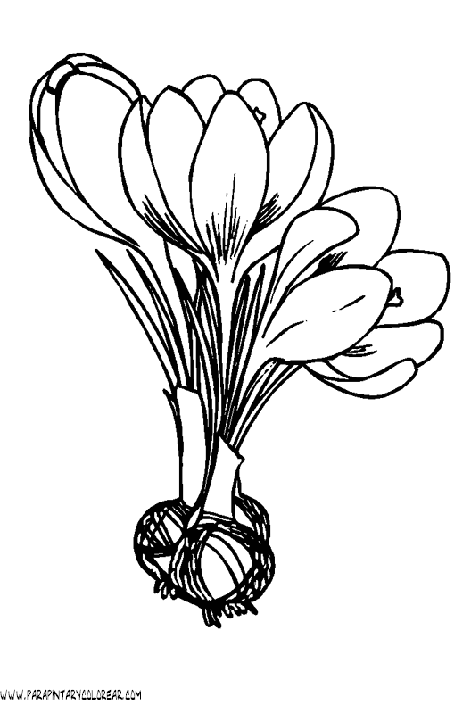 dibujos-para-colorear-de-flores-024.gif