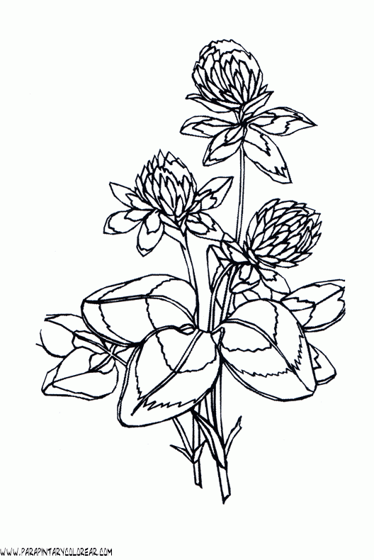 dibujos-para-pintar-de-flores-116.gif