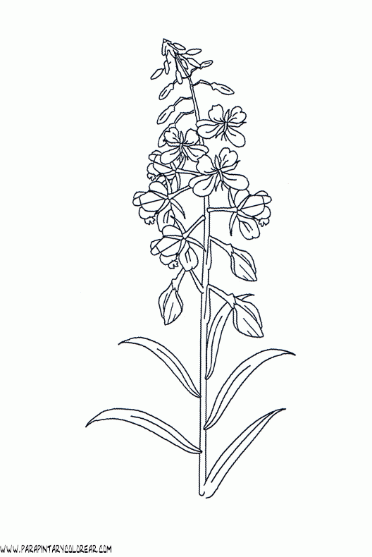 dibujos-para-pintar-de-flores-117.gif