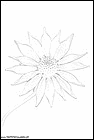 dibujos-para-pintar-de-flores-104.gif