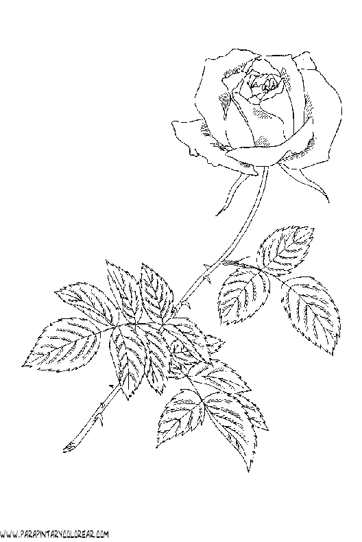 dibujos-para-colorear-de-rosas-040.gif