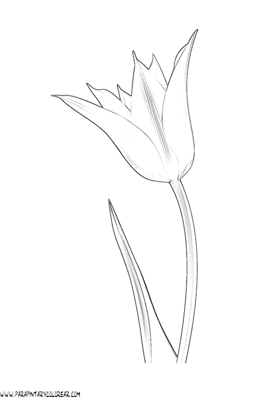 dibujos-para-pintar-de-flores-tulipanes-022.gif